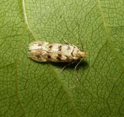 Bryotropha domestica - photo 2