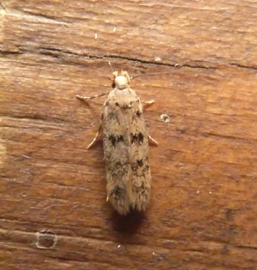 Bryotropha domestica - photo 3