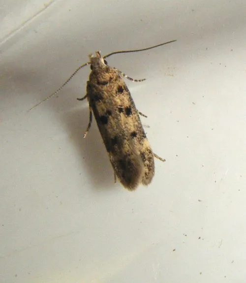 Bryotropha domestica - photo 4