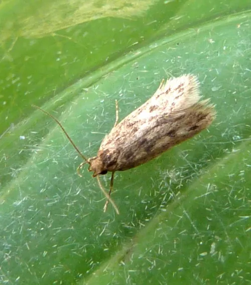 Bryotropha domestica - photo 5