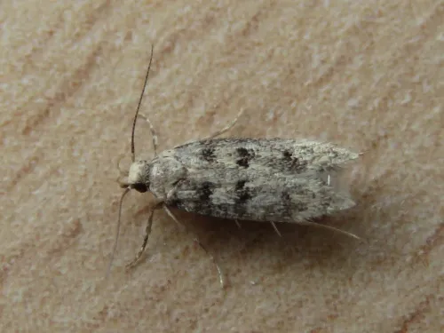 Bryotropha domestica - photo 6