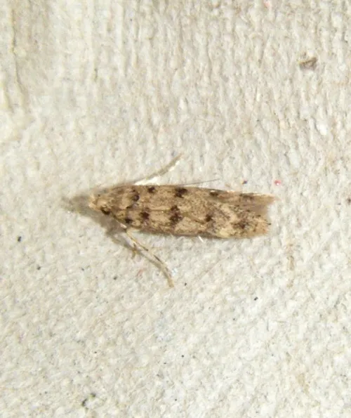 Bryotropha domestica - photo 7