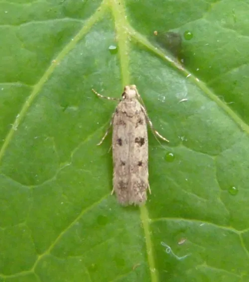 Bryotropha domestica - photo 8