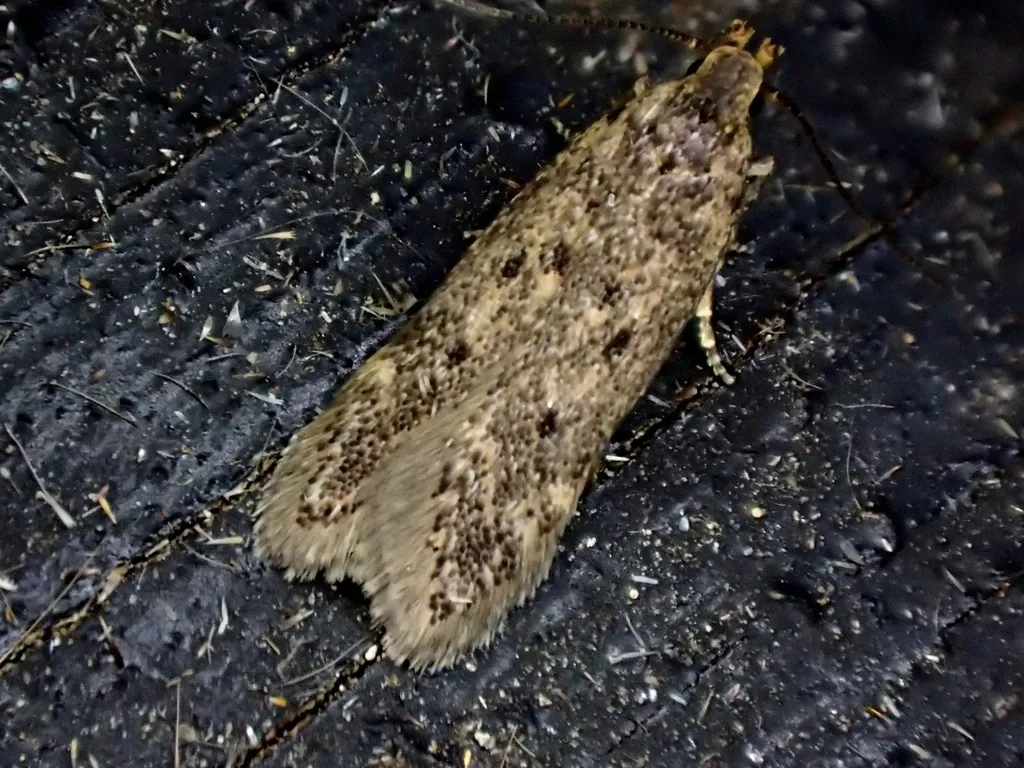 Bryotropha galbanella - Hodges#1922.2 - photo 2