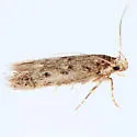 Bryotropha hodgesi - Hodges#1923.1