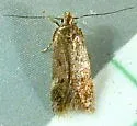 Bryotropha hodgesi - Hodges#1923.1 - photo 2