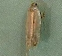 Bryotropha hodgesi - Hodges#1923.1 - photo 3