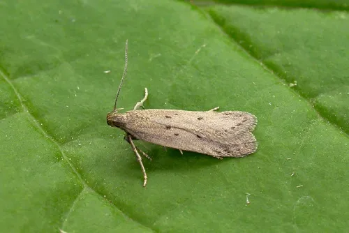 Bryotropha politella