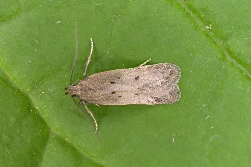 Bryotropha politella - photo 2