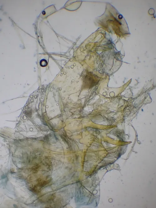 Bryotropha senectella - photo 2