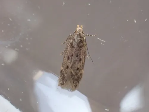 Bryotropha senectella - photo 3