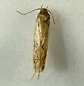 Bryotropha similis - Hodges#1923