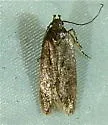 Bryotropha similis - Hodges#1923 - photo 3