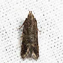 Bryotropha similis - Hodges#1923 - photo 4