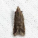 Bryotropha similis - Hodges#1923 - photo 5
