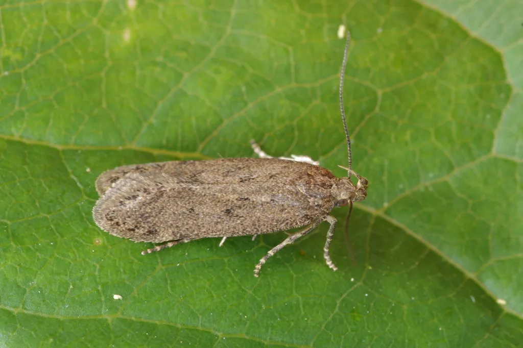 Bryotropha terrella - photo 2