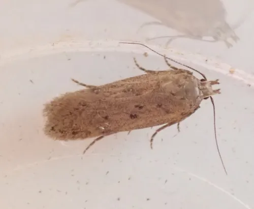 Bryotropha terrella - photo 3
