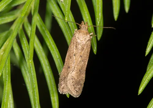 Bryotropha terrella - photo 4