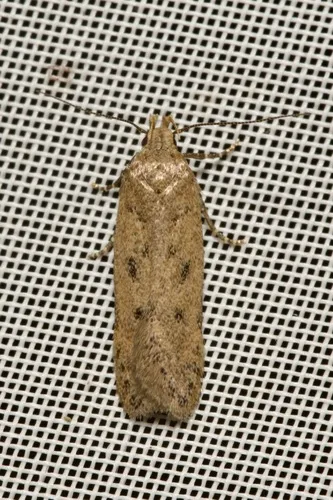Bryotropha terrella - photo 5