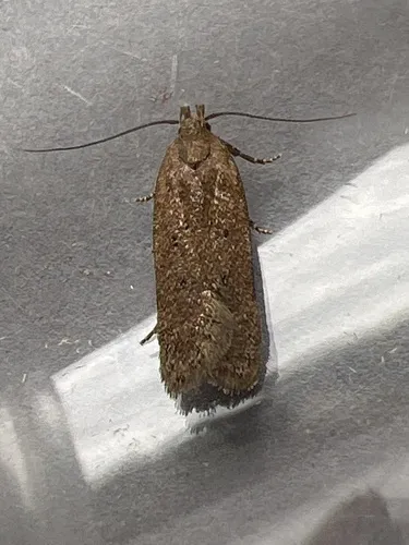 Bryotropha terrella - photo 6