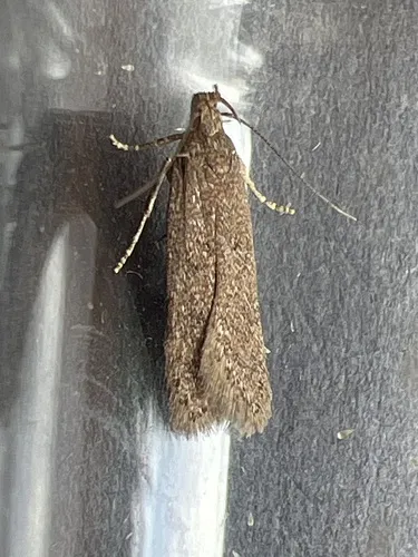 Bryotropha terrella - photo 7