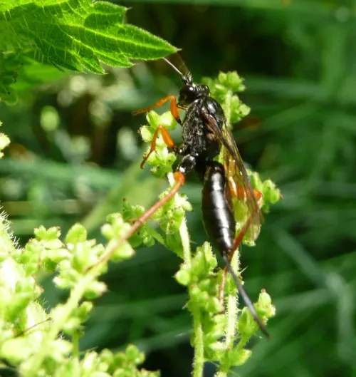 Buathra laborator - photo 4
