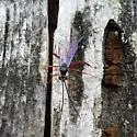 Buathra perplexa - photo 4