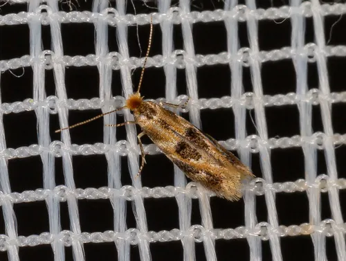 Ribbed Cocoon-maker Moths - photo 3