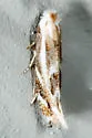Bucculatrix adelpha - Hodges#0523