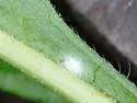 Bucculatrix agnella - Hodges#0515 - photo 2