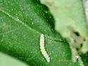 Bucculatrix agnella - Hodges#0515 - photo 4
