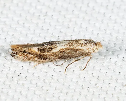 Oak Skeletonizer Moth - Hodges#0572 - photo 2