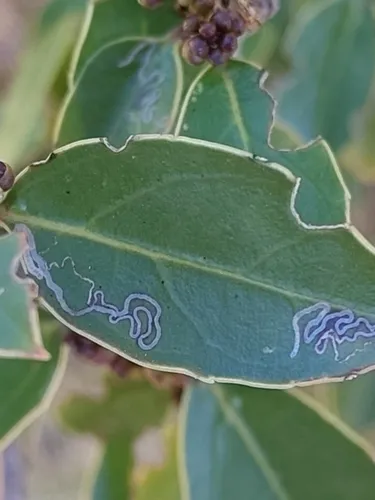 Bucculatrix alaternella