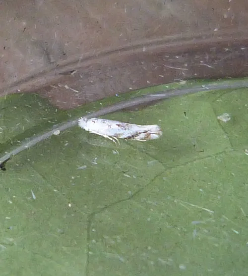 Bucculatrix albedinella