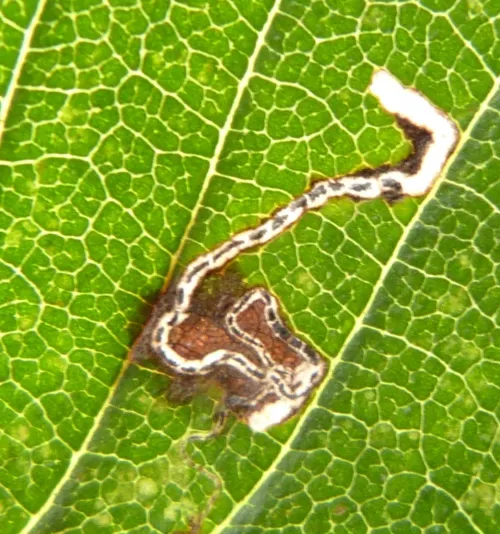 Bucculatrix albedinella - photo 2