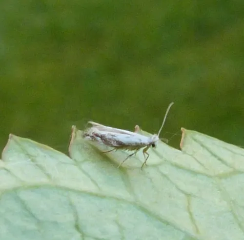 Bucculatrix albedinella - photo 3