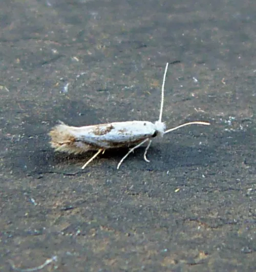 Bucculatrix albedinella - photo 6
