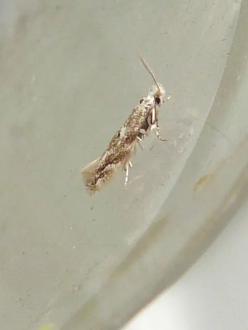 Bucculatrix albedinella - photo 8