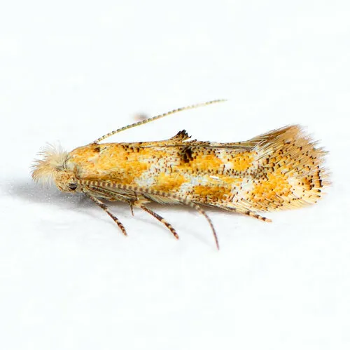 Oak-ribbed Skeletonizer - Hodges#0550