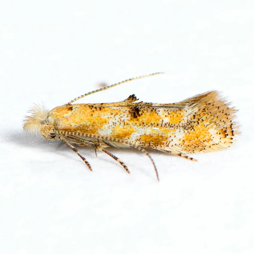 Oak-ribbed Skeletonizer - Hodges#0550 - photo 2