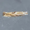 Bucculatrix ambrosiaefoliella - Hodges#0518