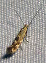 Bucculatrix ambrosiaefoliella - Hodges#0518 - photo 4