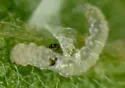 Bucculatrix anaticula - Hodges#0574