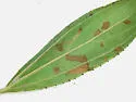 Bucculatrix anaticula - Hodges#0574 - photo 3