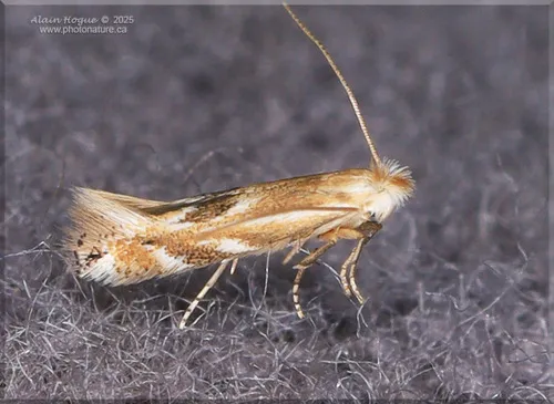 Bucculatrix angustata - Hodges#0522 - photo 2
