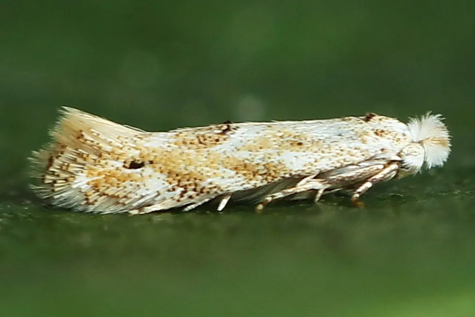 Bucculatrix bechsteinella - photo 3
