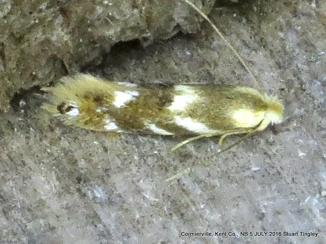 Birch Skeletonizer Moth - Hodges#0560 - photo 2