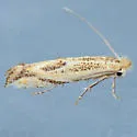 Bucculatrix ceanothiella - Hodges#0576