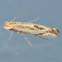Bucculatrix ceanothiella - Hodges#0576 - photo 2