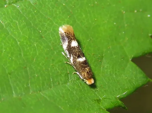 Bucculatrix cidarella - Bucculatrix cidarella